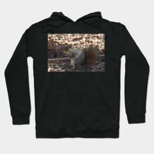 Squirrel Hoodie